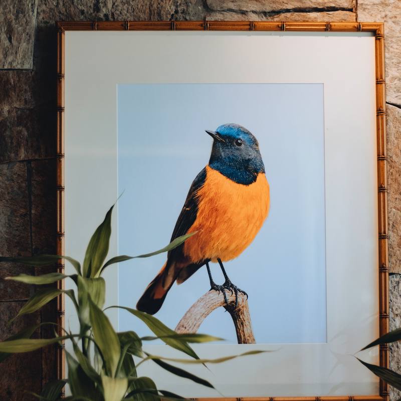 Quadro de pássaro do cerrado na parede de pedra do bangalô Abraço
