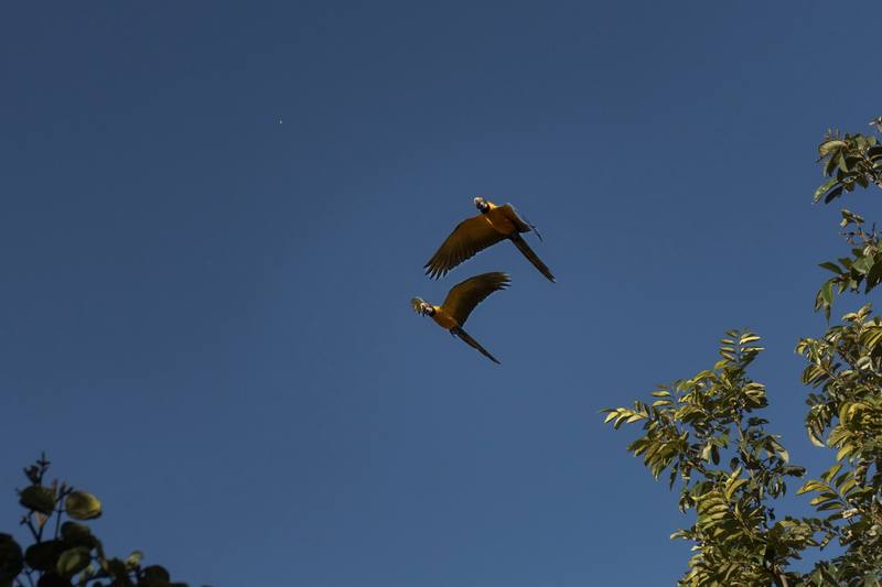 Duas araras sobrevoando o cerrado visto do bangalô Infinito