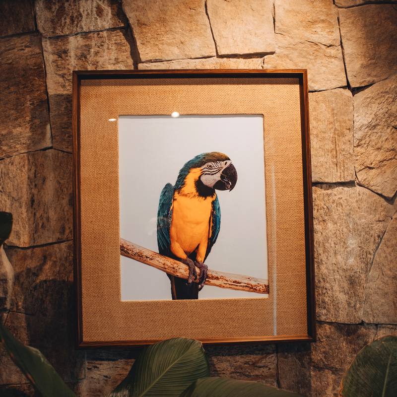 Quadro de arara na parede de pedra do bangalô Infinito