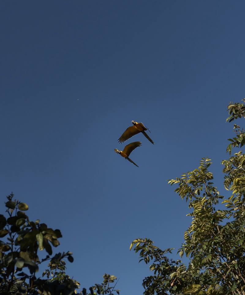 Araras sobrevoando o cerrado nativo da Villa Eyá